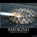 Snakes should not smoke. Smoking is very bad for sankes.